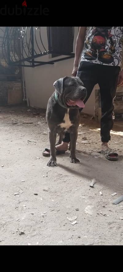 نتايه كين كورسو cane corso
