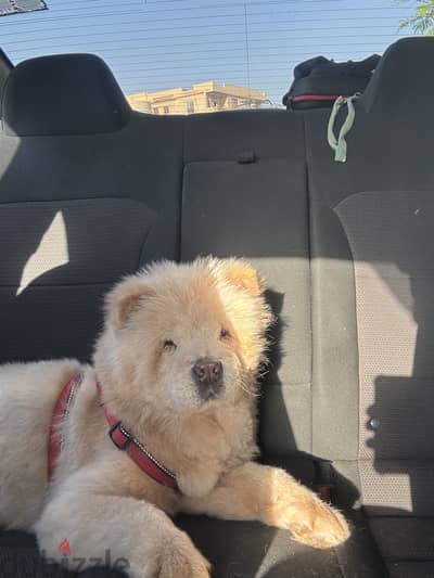Chow chow