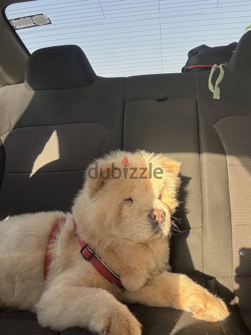 Chow chow 1