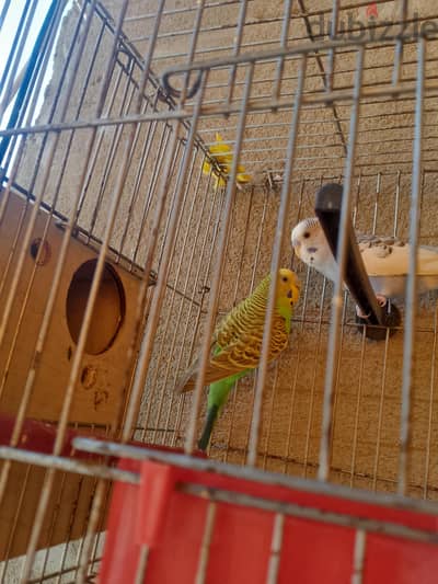 جوز نتايه البينو عين حمراء ودكر خريطه وجو دكرخريطه ونتايه خضره