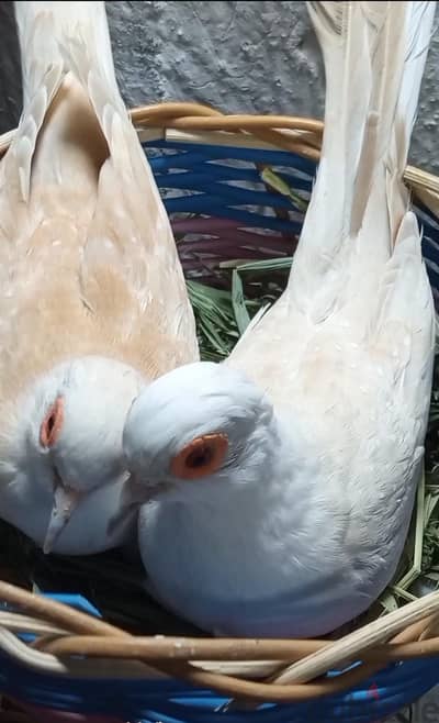 يمام ماسي