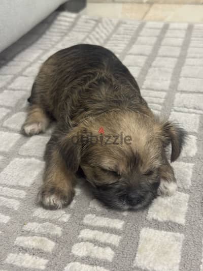 Female mini havanse X yourkshire