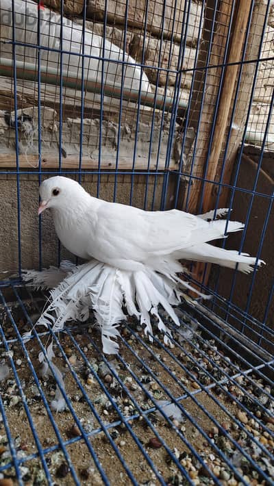 نتاية اول شغل