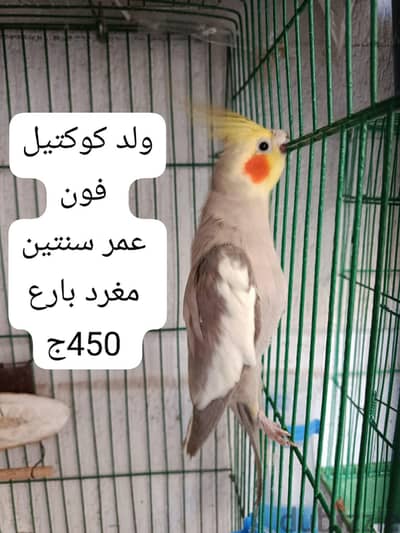 بيع او بدل بلاتينو أو وايت فيس