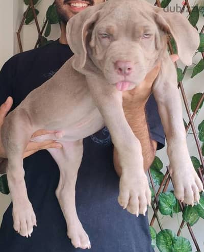American bully xl