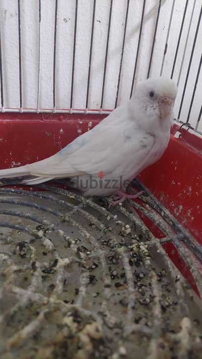 نتايه البينو سعر لقطه