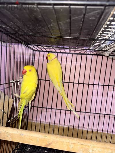 دره هندي لاتيني