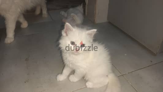 قطط شيرازي للبيع