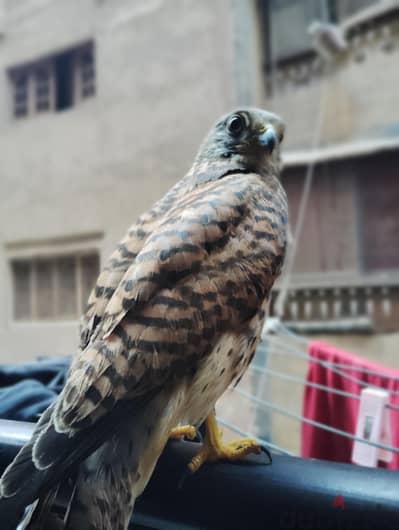 شبوط  اليف كره