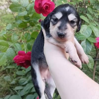 Saluki puppy female from Russia