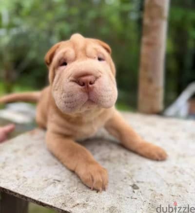 Shar pei puppy boy from Russia
