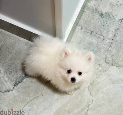 Pomeranian بومرينيان