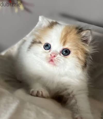 Scottish straight longhair kitten female from Russia