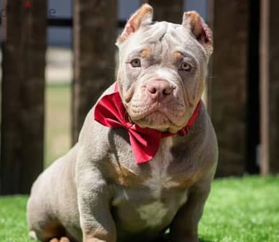 American bully puppy boy from Russia