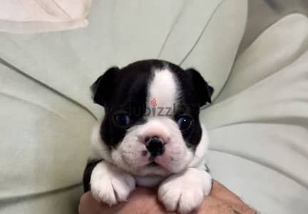 Boston terrier puppy male from Russia