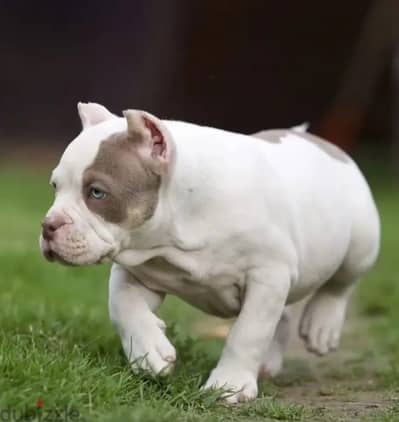 American bully puppy male from Russia