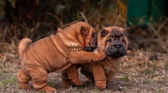Shar pei puppy male from Russia