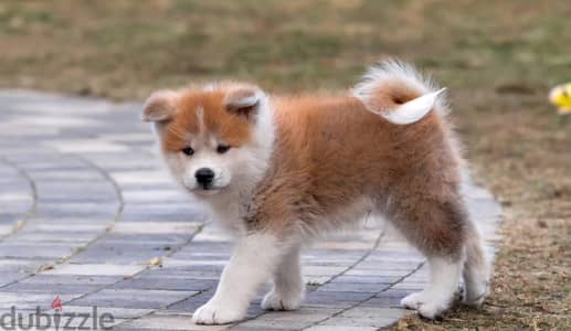 Japanese Akita Inu male from Russia