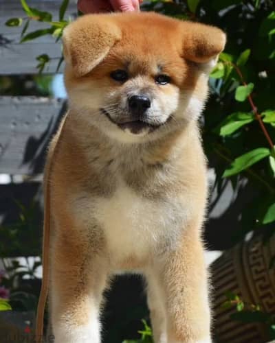 Japanese Akita Inu puppy male from Russia