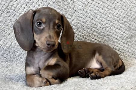 Dachshund puppy boy from Russia