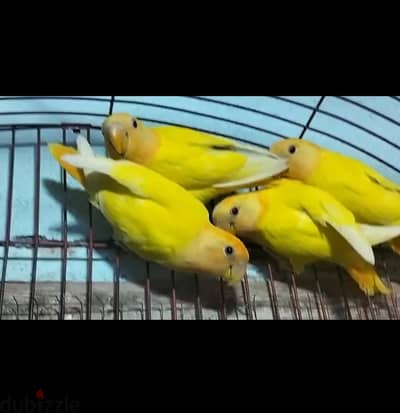متاح مجموعه اوبلاين اورنج اهالي رساله الحته 400