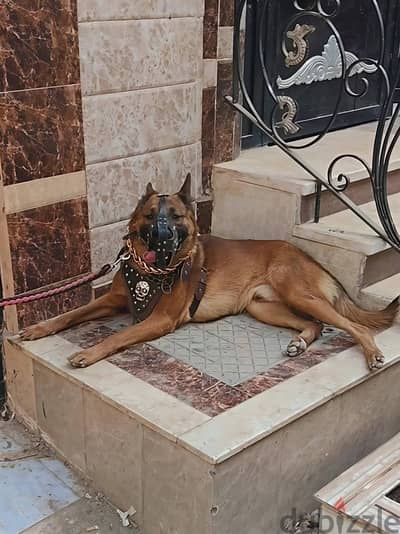 دكر مالينو استندر