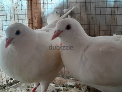 ٤ نتي لاحم
