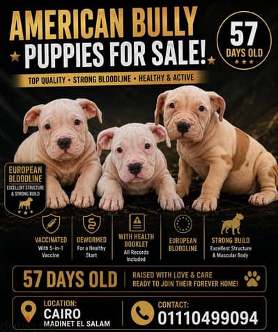 أمريكان بولي American bully