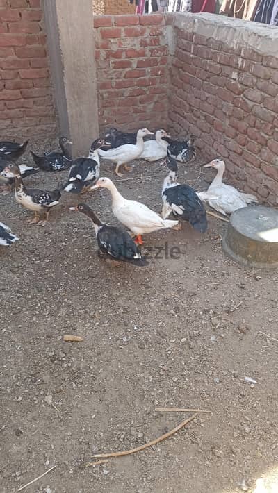 بط بلدى دبيح وتربية