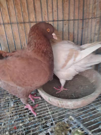قص كنج شغال