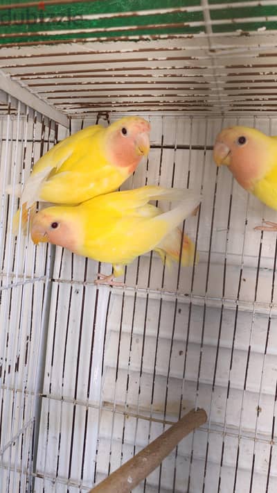 روز لاتيني شباب