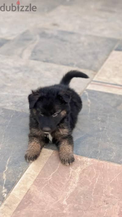 German shepherd and huskey hybrid هجين جيرمن و هاسكي