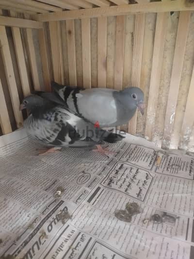 زغلولين مسافات