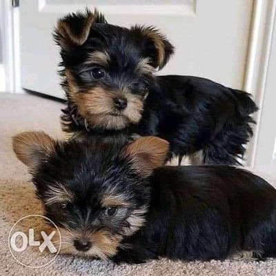 Top breed puppies Yorkshir