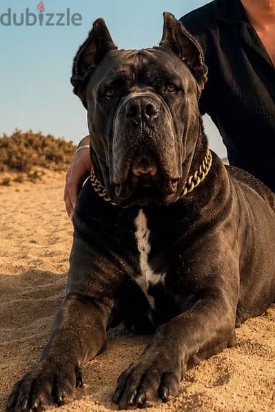 Cane Corso