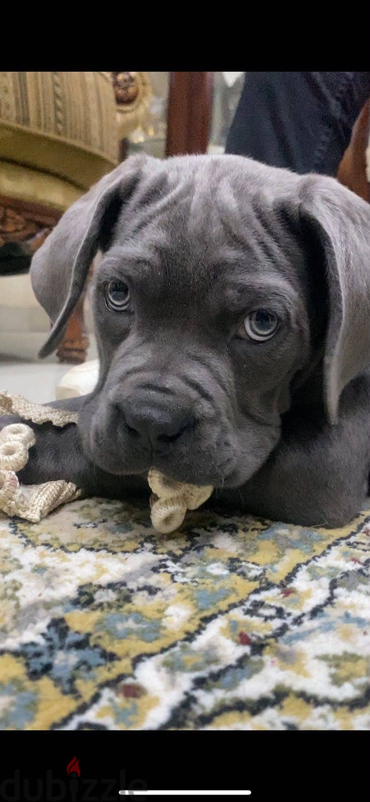 Cane Corso 1