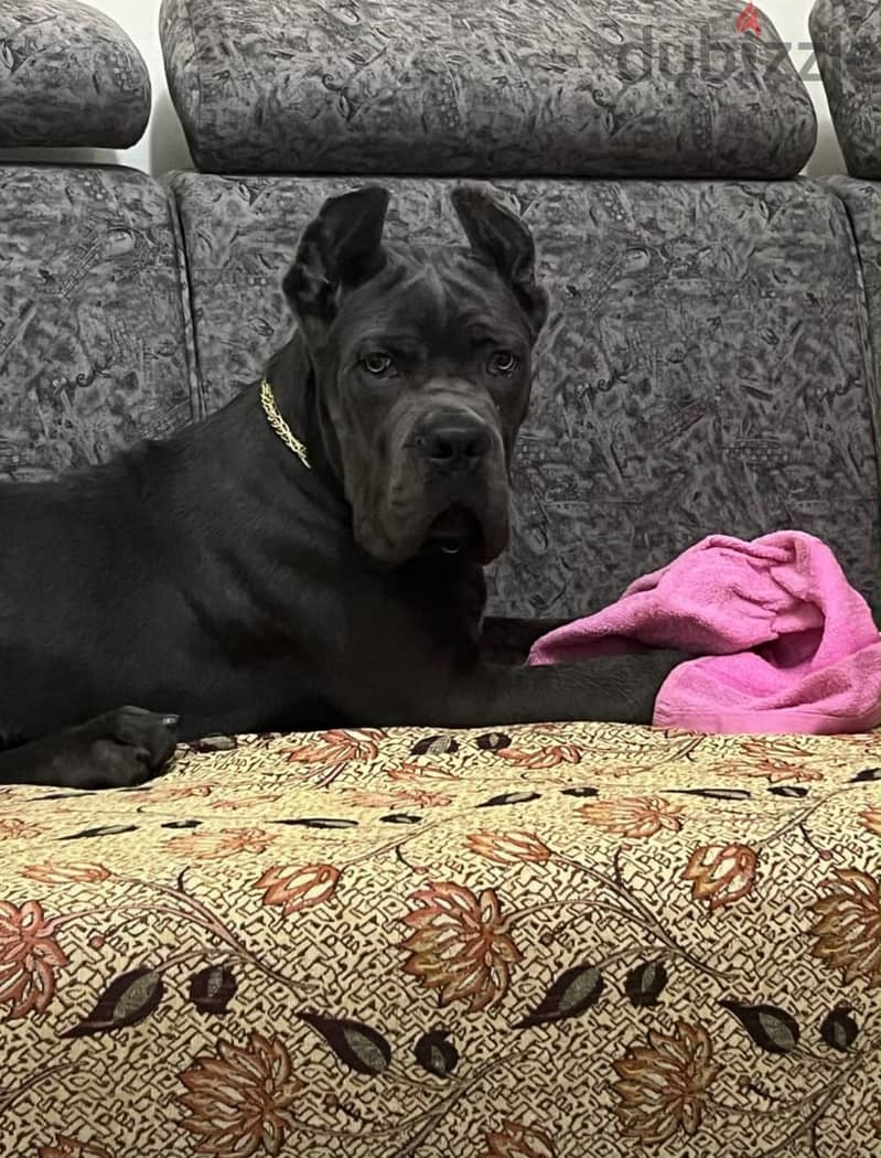 Cane Corso 2