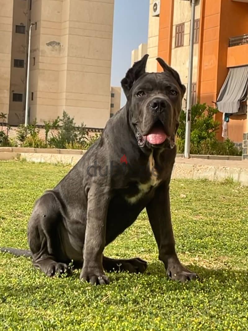 Cane Corso 3