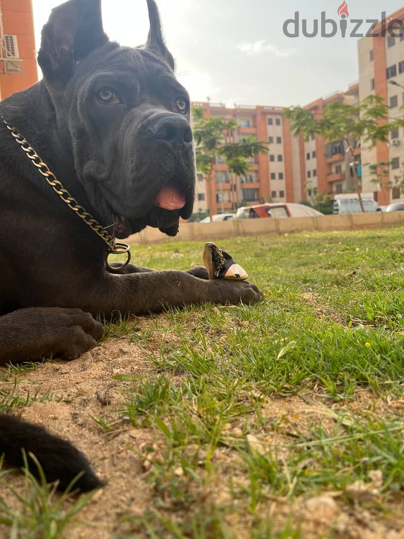 Cane Corso 4