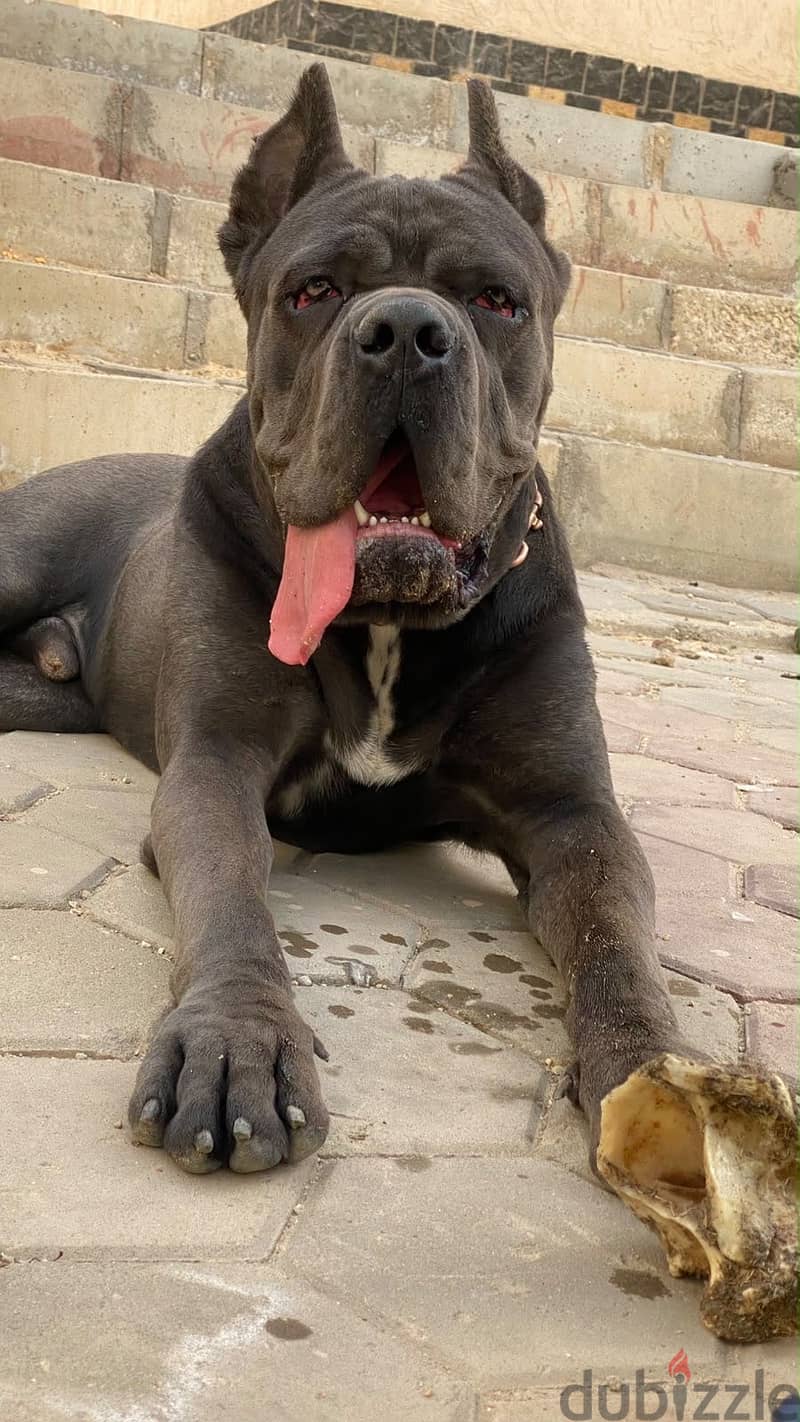 Cane Corso 5