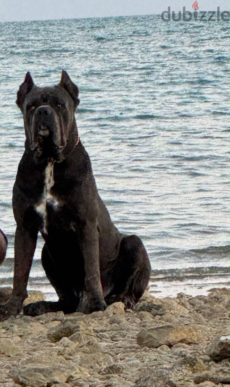 Cane Corso 6