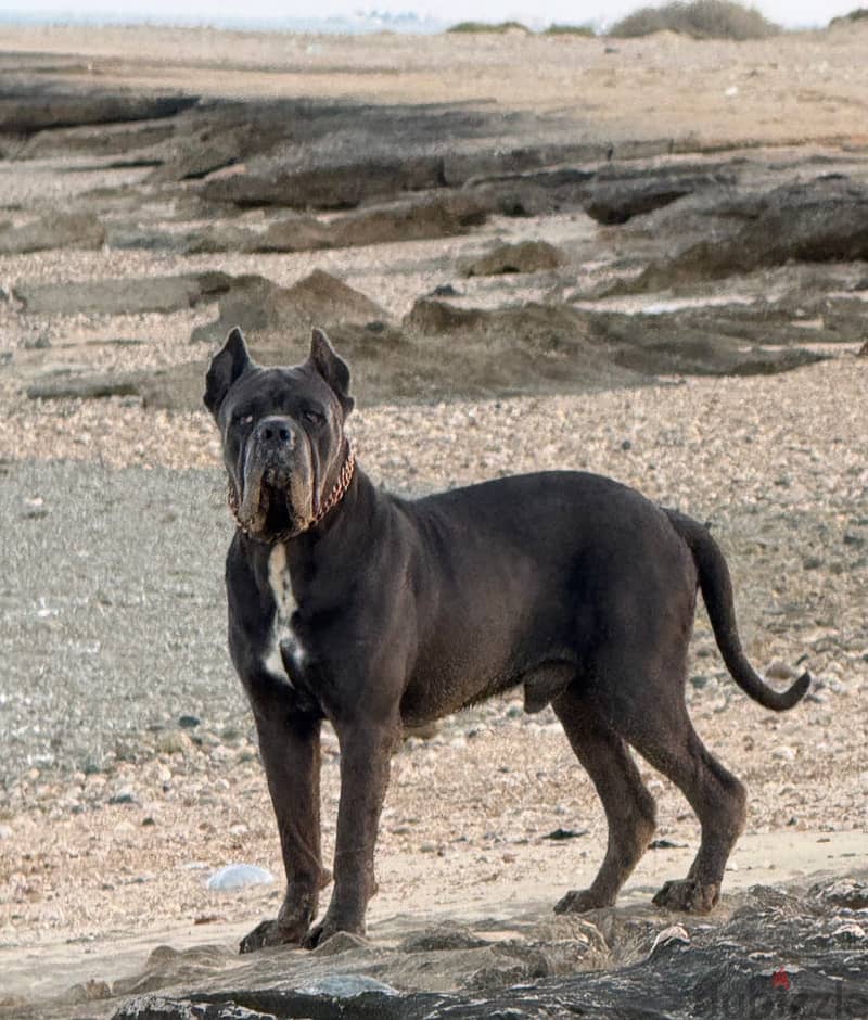 Cane Corso 7