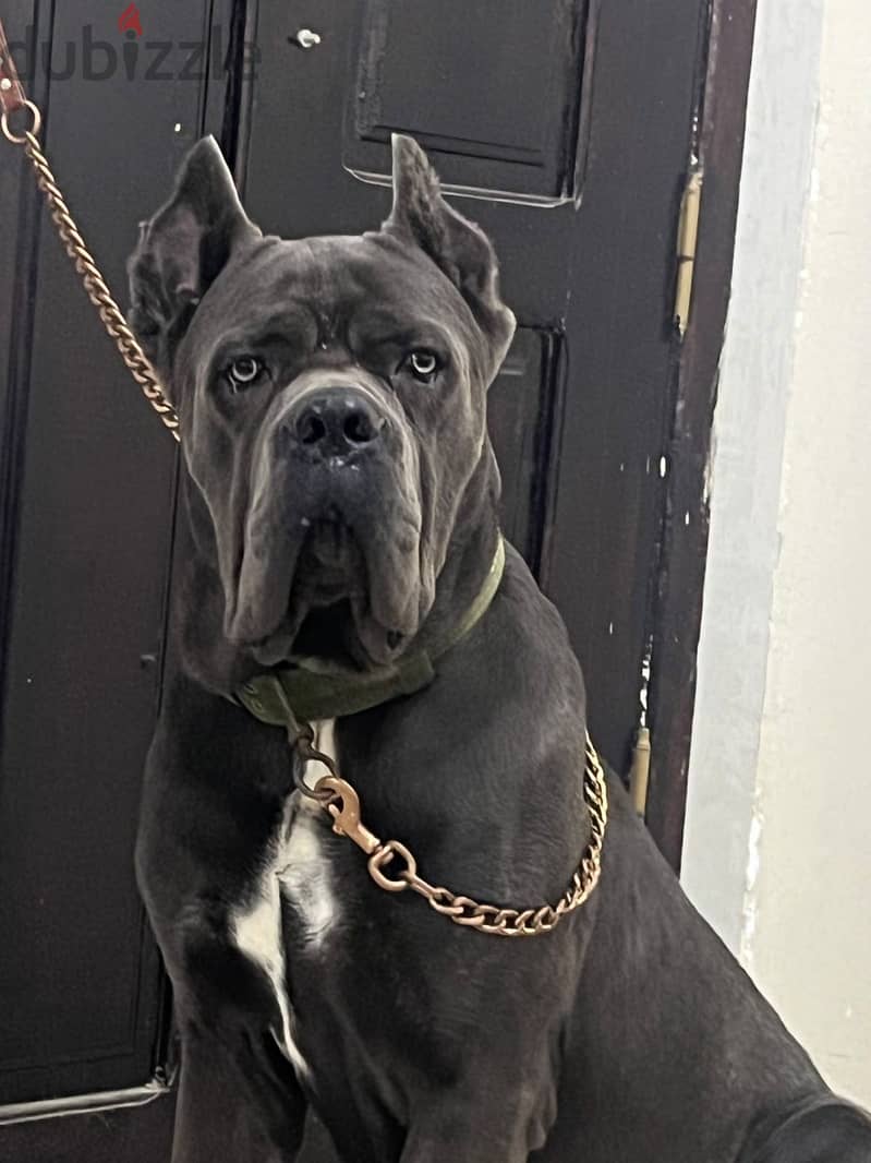 Cane Corso 8