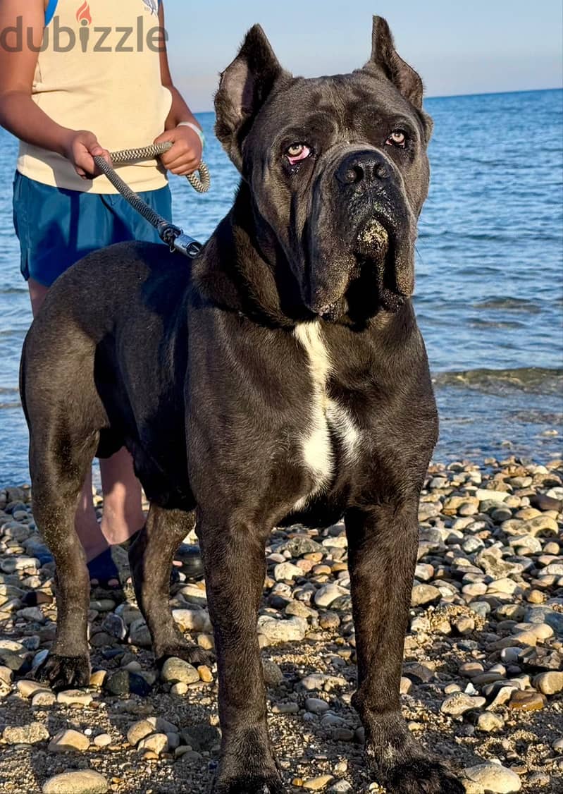 Cane Corso 9