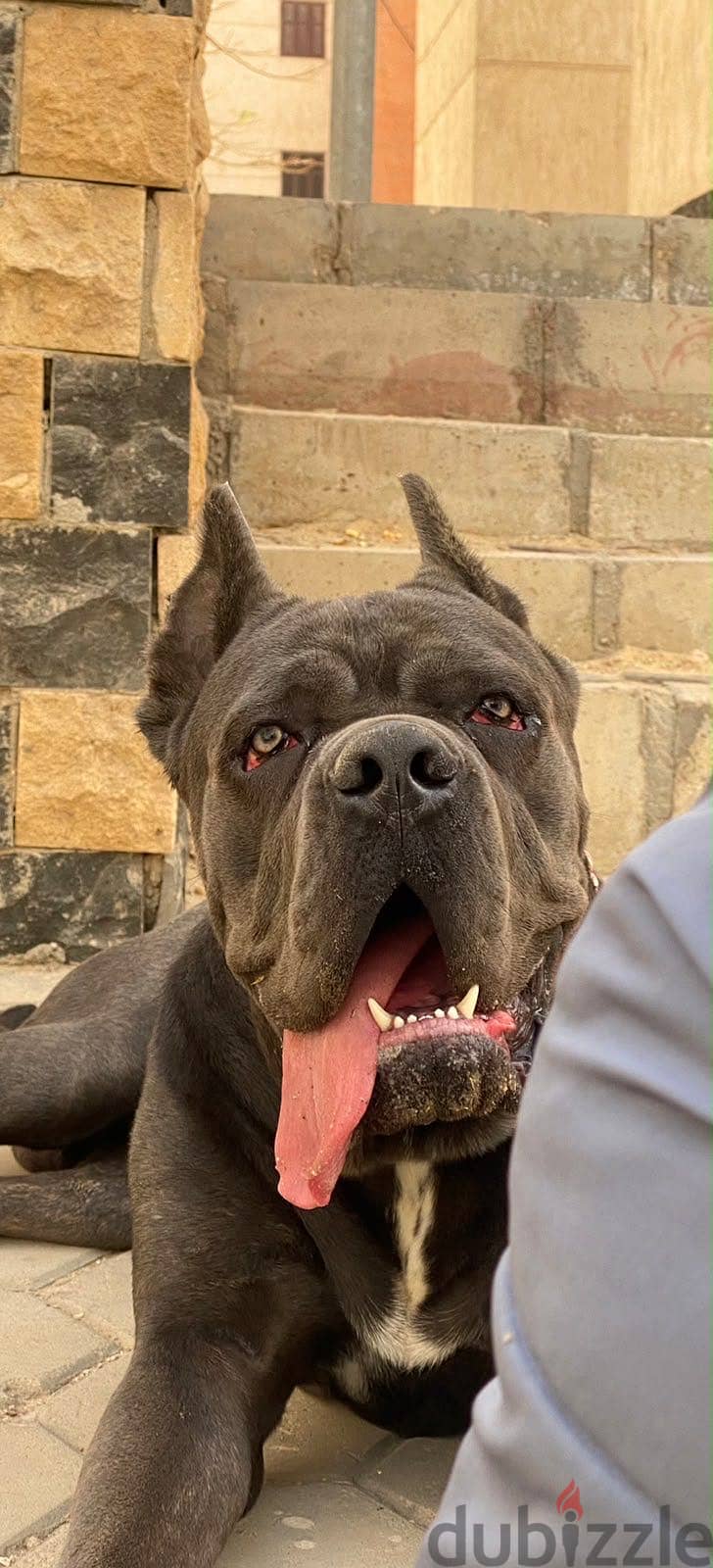 Cane Corso 10