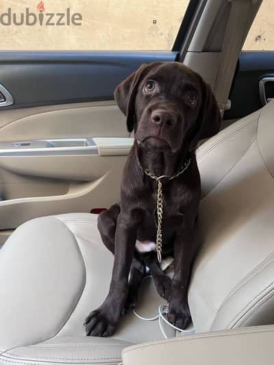 Labrador chocolate top quality لابرادور تشوكلت