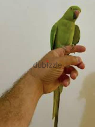 نتايه دره هندي  عمر ٣ سنوات جاهزه للشغا مدريه زيرو عض