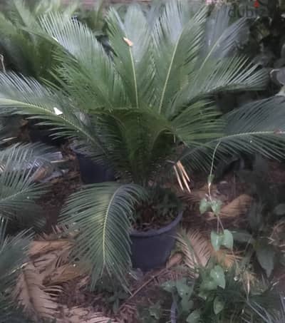 توريد سيكاس Cycas مقاس مشاريع 70-90 سم | كميات فورية
