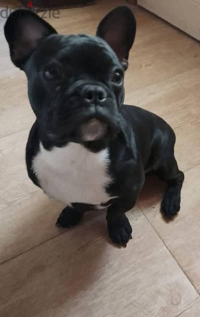 male 6 months french bulldog