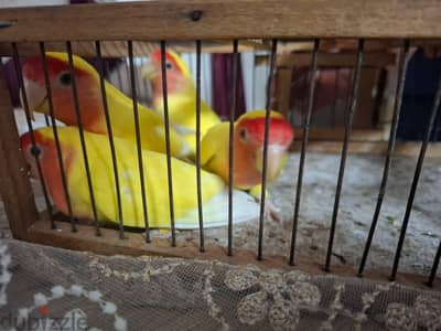اربع دكره شغالين بالضمان